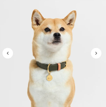 Dog Collar and Leash Set