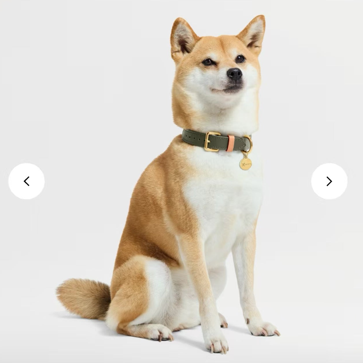 Dog Collar and Leash Set