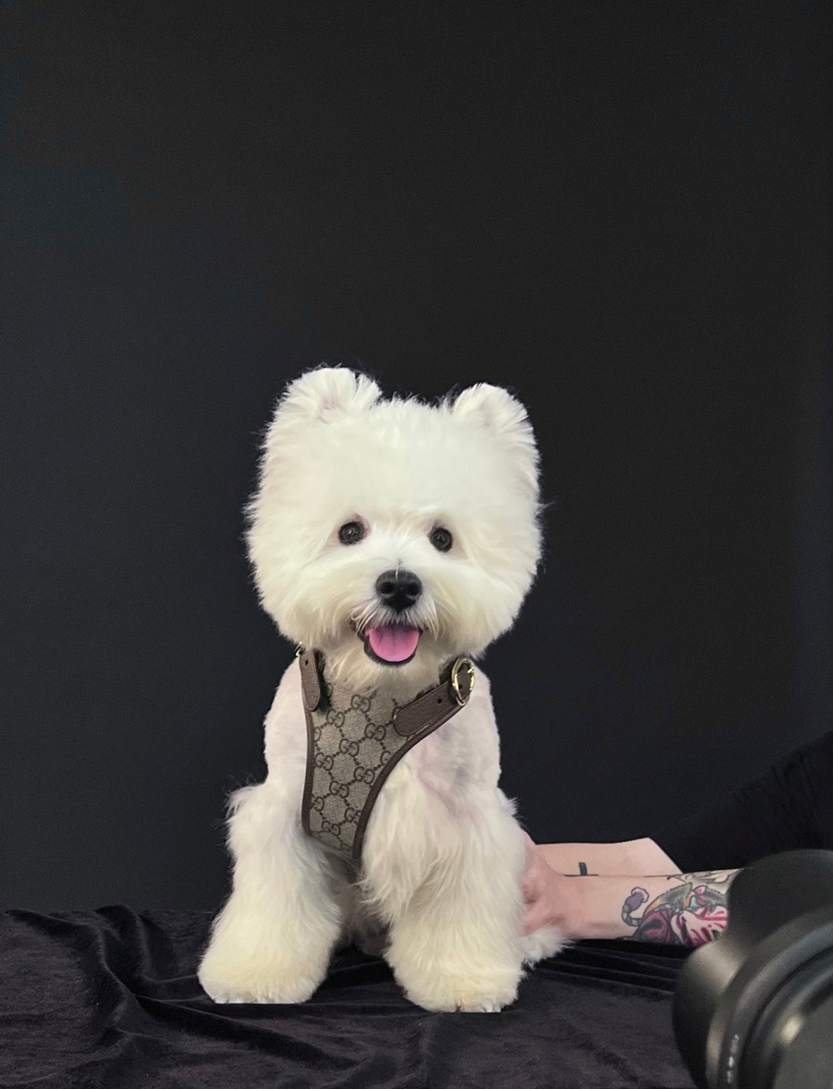 Dog Collar + Leash + Harness Set